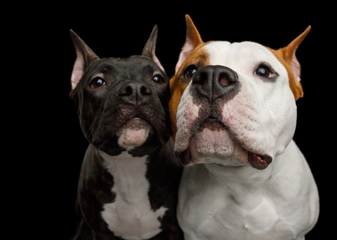 Ranking the 63 smartest dog breeds